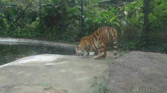 thirsty tiger.its really hot and humid.