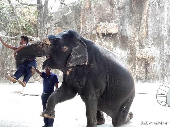 Elephant show