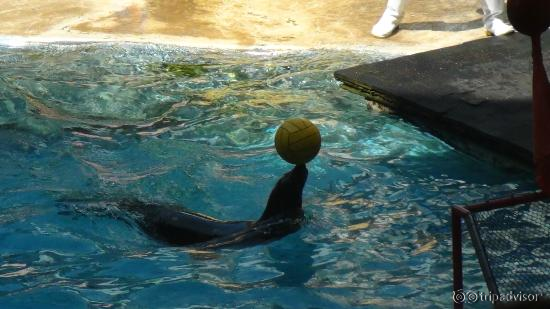 dolphin show