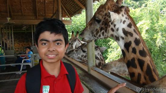 up and close with girrafes!!
