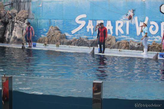 Dolphin Show