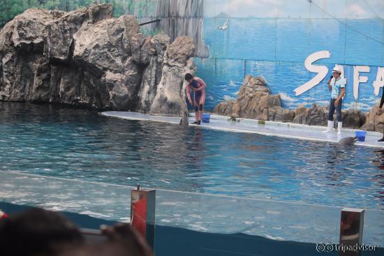 Dolphin Show
