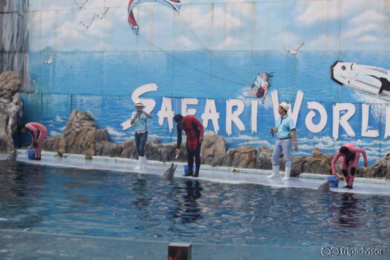 Dolphin Show