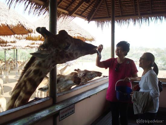 Wonderful experience feeding the giraffes....