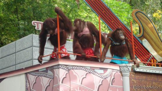 The Orangutan Show