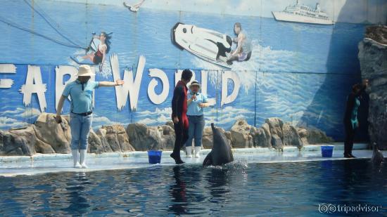 The Dolphin Show