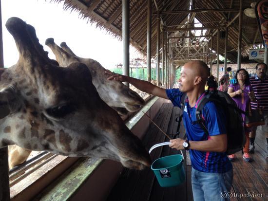 feeding the giraffe