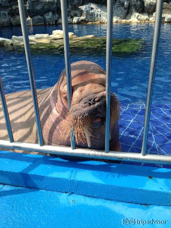 walrus
