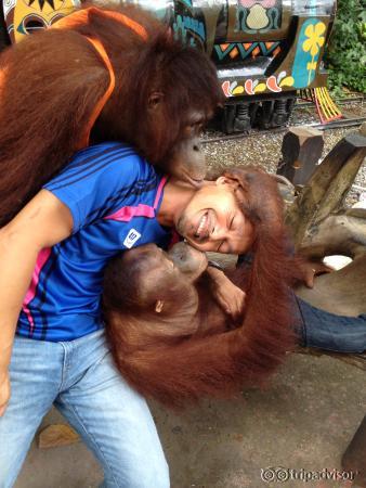 play with orangutan