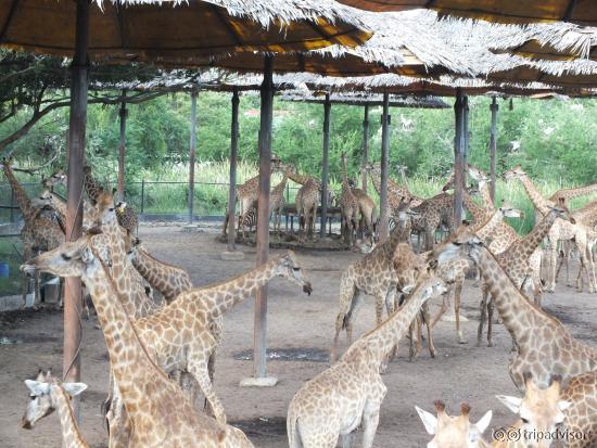 250 + Girraffe's