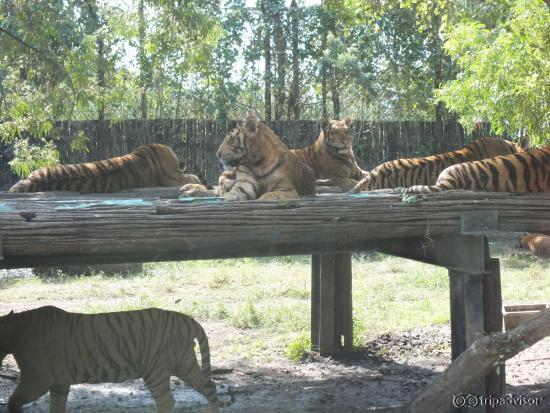 Tigers