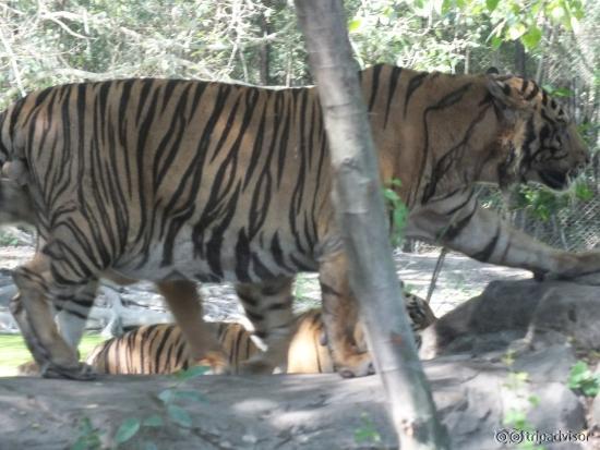 Tigers