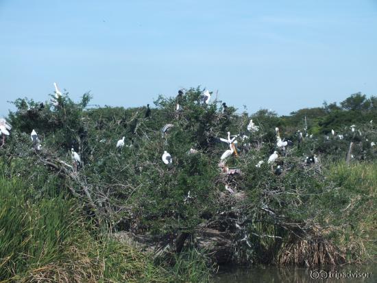 Birds