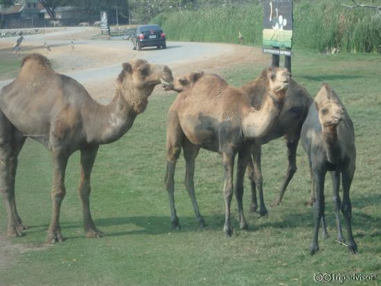 safari coach---camels
