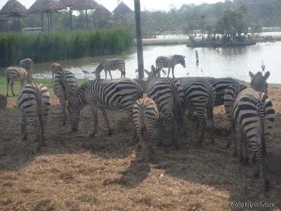 safari coach---zebras