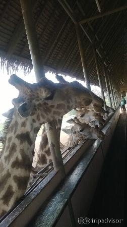 Giraffe feeding lounge