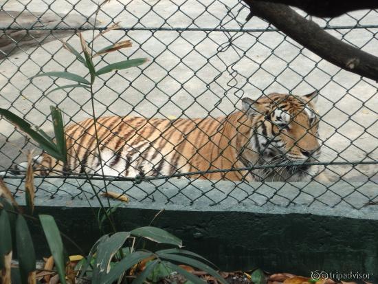 tiger