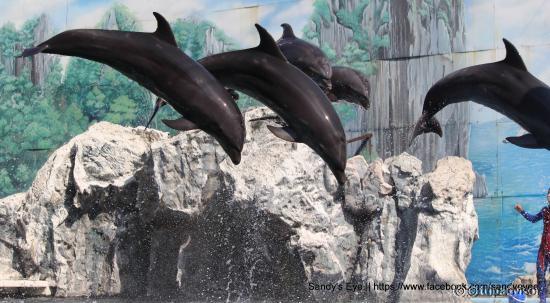 Dolphin