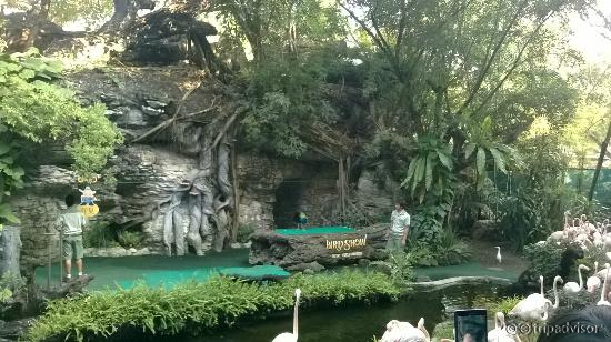 Bird Show