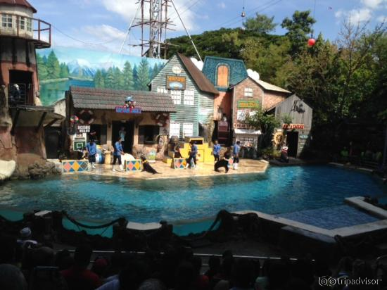 Seal Show