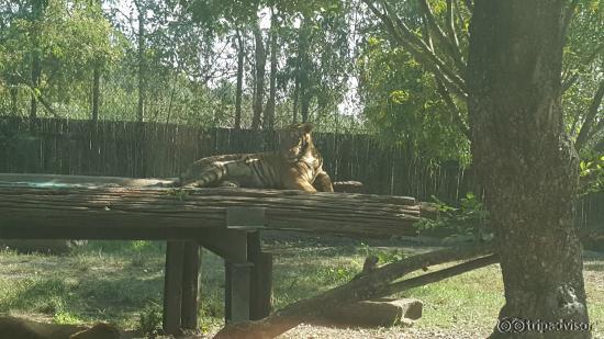 Tigers at Safari World