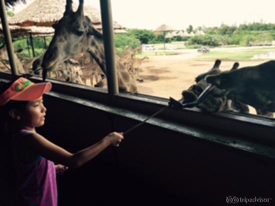 feeding giraffes