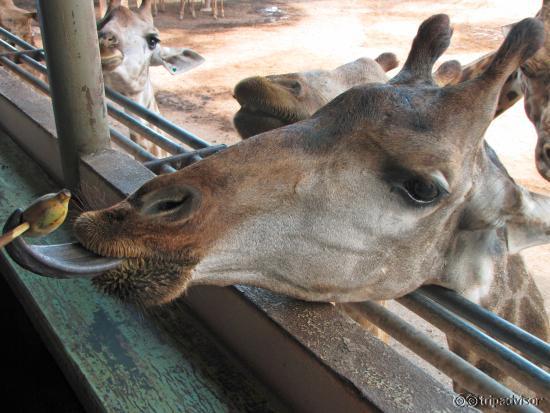 Safariworld