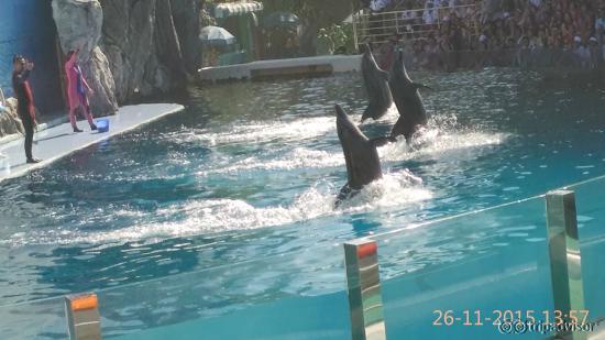 dolphin show