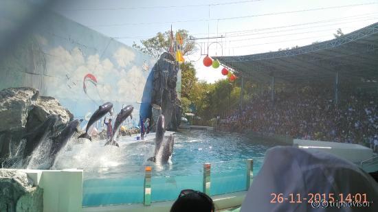dolphins