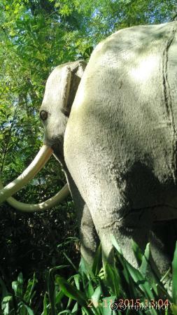 elephant