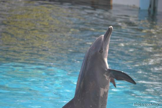 Dolphin Show