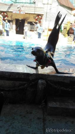 The seal show... superb...
