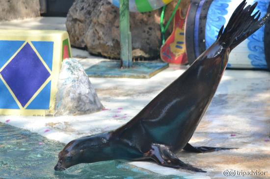 Sea Lion Show