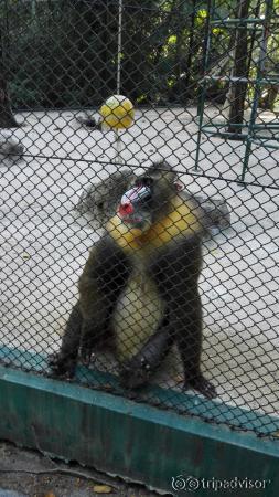 Rare kinda monkey at the park....