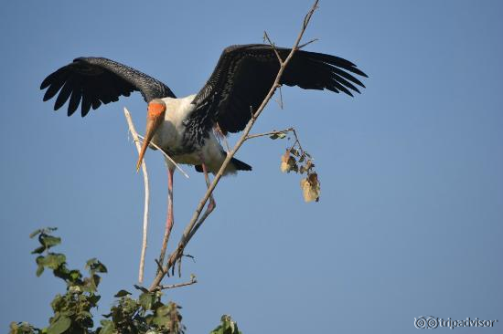 Safari - Bird