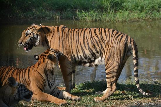 Safari - Tiger