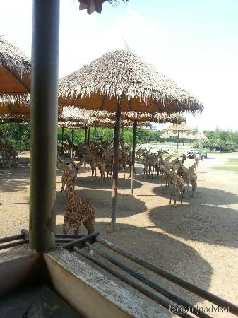 Giraffes