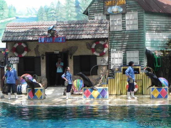 Sea Lion Show