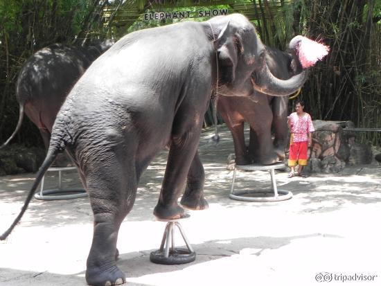 Elephant Show