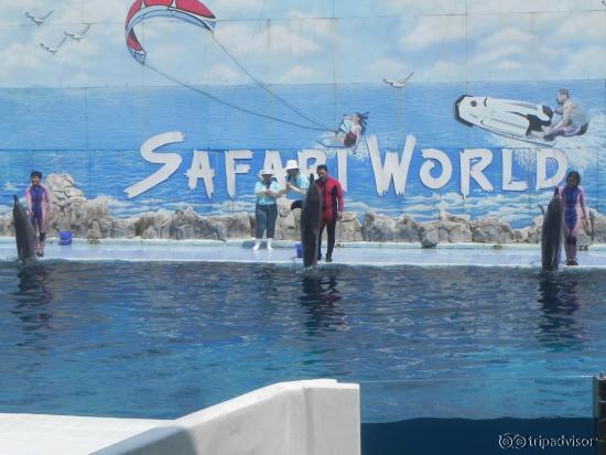 Dolphin Show