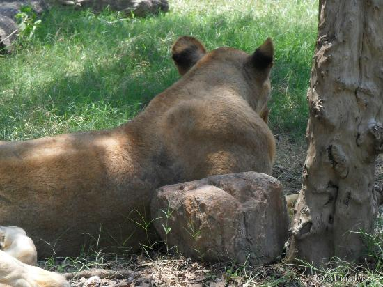 Lioness