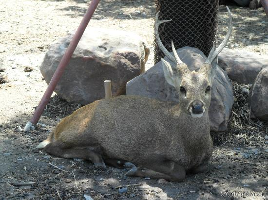 Deer