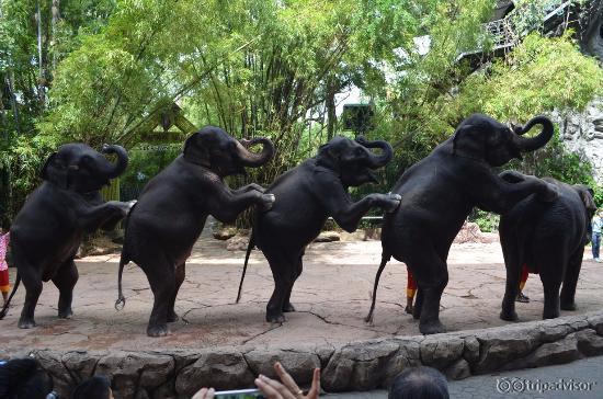 Elephant show