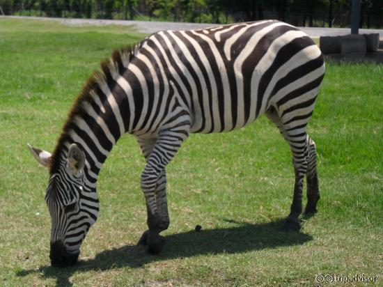 Zebra