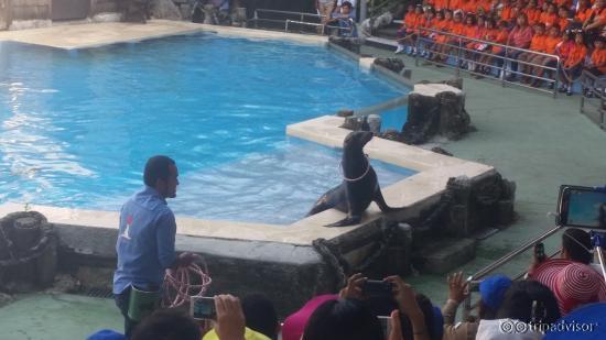 sea lion show