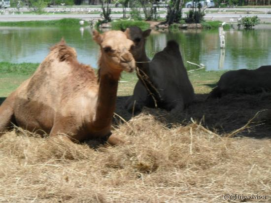 Camel
