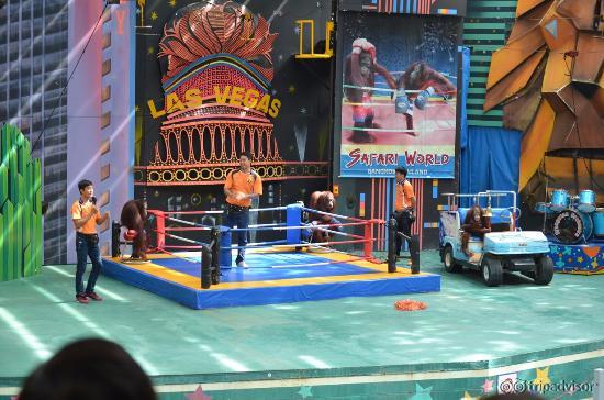 Orangutan Show