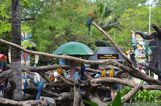 Parrots Place