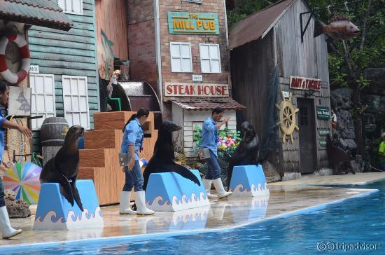 Sea Lion Show