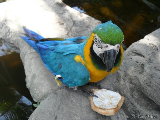 Parrot